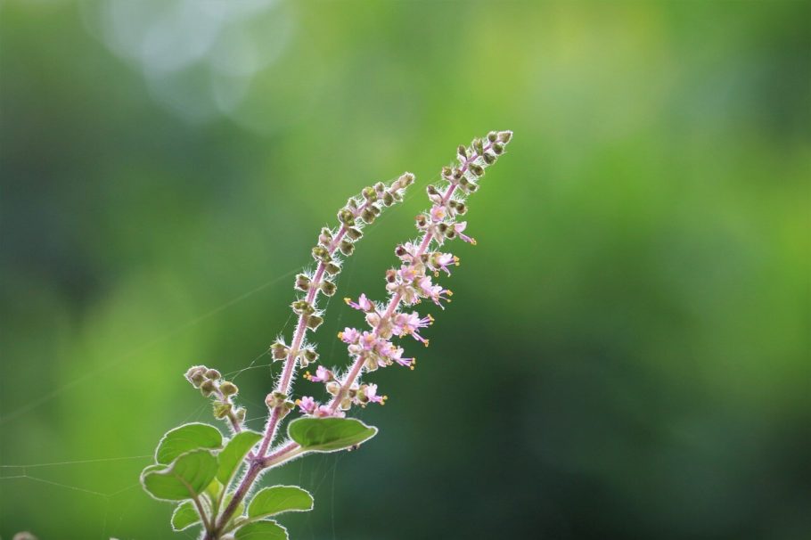 Describe a plant that you are familiar with